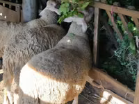 公羊, Lacaune sheep — 照片 2