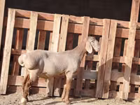 Ram, Rhon sheep — photo 6