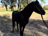 خيول (دفعة، الجنس غير محدد), American shetland pony — الصورة 6