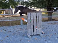 公马, Horses — 照片 1