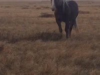 公马, Altai horse — 照片 5