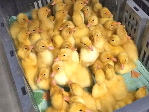 تشرّي فالي