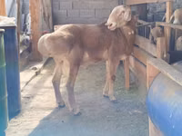 Carnero, Arashan sheep — foto 2
