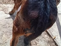Rinder (Partie, Geschlecht nicht angegeben), Simmental cattle — Foto 5