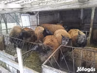 Brebis, Texel sheep — photo 1