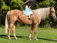 Cheval, Palomino — photo 1