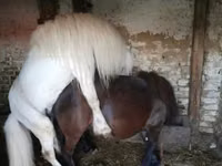 Hengst, Shetland Pony — Foto 3