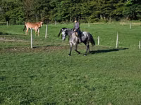 公马, Horses — 照片 7