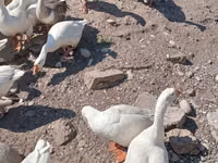 ليندا — الصورة 2