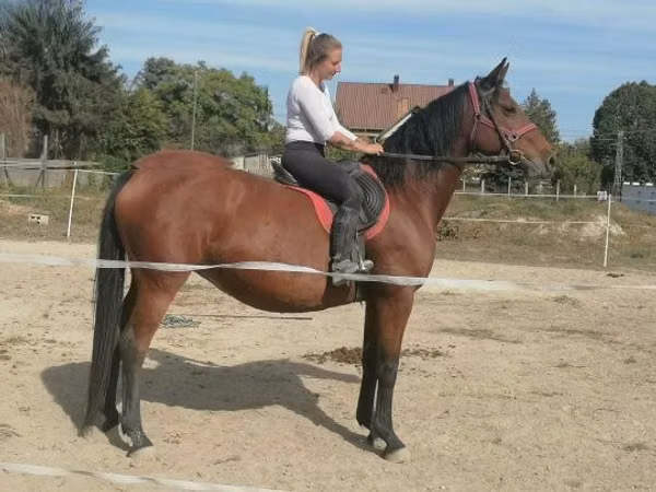 Yegua, Caballos