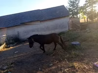 公马, Horses — 照片 6