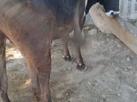 Vache, Race Alatauskaya — photo 2