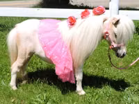 Stute, Miniature horse — Foto 2