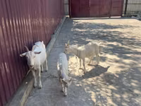 Goat, Russian White goat — photo 4