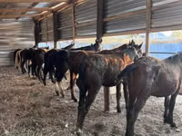 Hengst, Horse breed — Foto 1