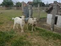 Widder, Merino sheep — Foto 3