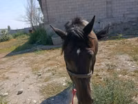 घोड़ी, Skyros Pony — फ़ोटो 2