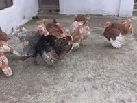 Turkeys — 照片 6