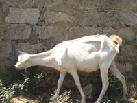 Chèvre, Saanen goat — photo 2