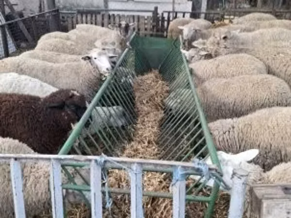 Sheep, Ile-de-France sheep