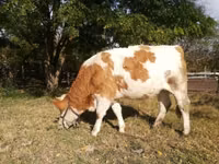 Cow, Hungarian Grey breed — photo 2