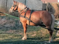 Yegua, Haflinger — foto 2