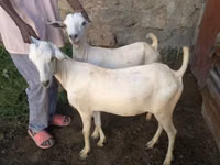 Ziegen (Partie, Geschlecht nicht angegeben), Boer goat — Foto 2
