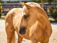 母马, Quarter Horse — 照片 4