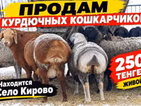 Widder, Kazakh fat-tailed coarsewool sheep — Foto 1