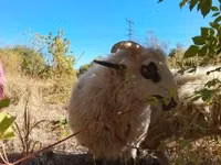 मेढ़ा, Racka sheep — फ़ोटो 3