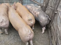 母猪, Pigs — 照片 1