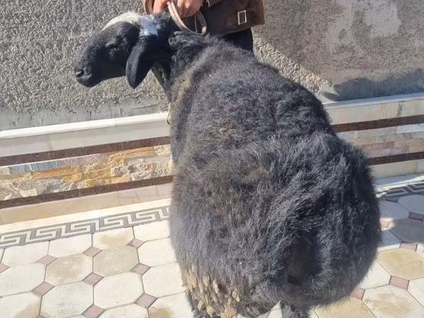 Ram, Sheep