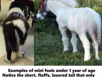 Hengst, Miniature horse — Foto 2