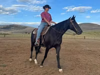 घोड़ी, National Show Horse — फ़ोटो 2