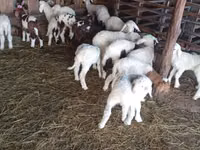 母羊, Awassi sheep — 照片 1
