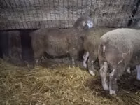 公羊, Ile-de-France sheep — 照片 1