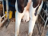 Vache, Race Holstein — photo 1