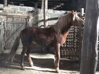 Chevaux (lot, sexe non indiqué), Russian Don — photo 2