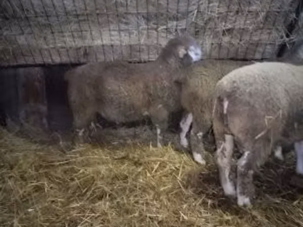 Ram, Ile-de-France sheep