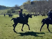 حصان, Karachay horse — الصورة 7