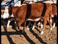 Bovinos (lote, sexo no especificado), Vaca kazaja de cabeza blanca — foto 4