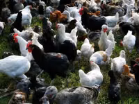 Chickens — फ़ोटो 3
