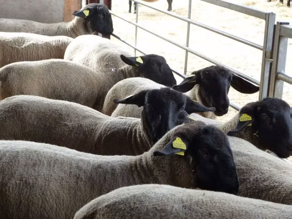 نعجة, White Suffolk sheep