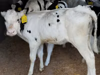 मवेशी (लॉट, लिंग निर्दिष्ट नहीं), Russian Black pied cattle — फ़ोटो 1