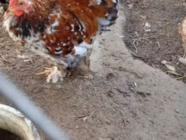 Pékin Bantam