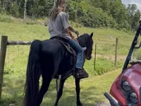 Cheval, Black Sea breed — photo 7