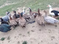 Ducks — photo 6