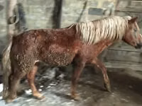 Chevaux (lot, sexe non indiqué), Russian Don — photo 3