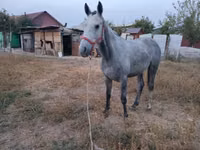 公马, Thoroughbred horse — 照片 4