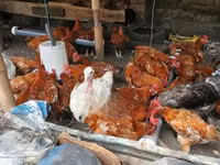 शामो चिकन्स — फ़ोटो 4